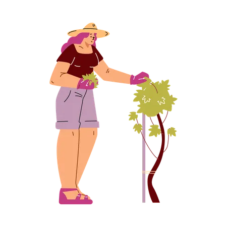 Junge Frau mit Hut kümmert sich um Weinberg  Illustration
