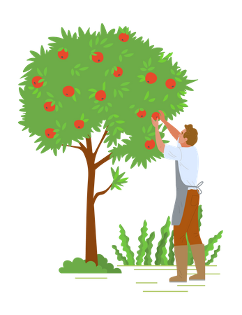 Junger Mann pflückt Obst vom Baum  Illustration