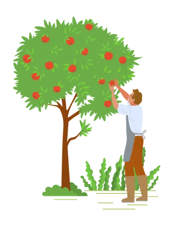 Junger Mann pflückt Obst vom Baum  Illustration