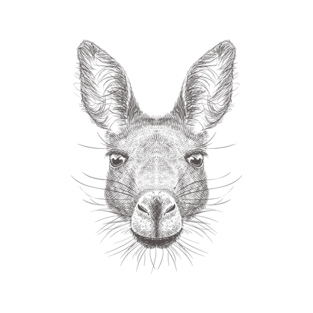 Kangaroo  Illustration