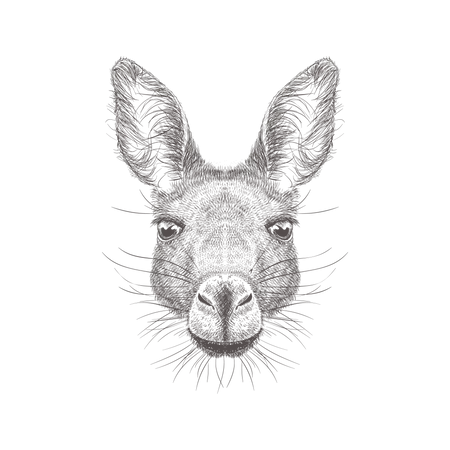 Kangaroo  Illustration