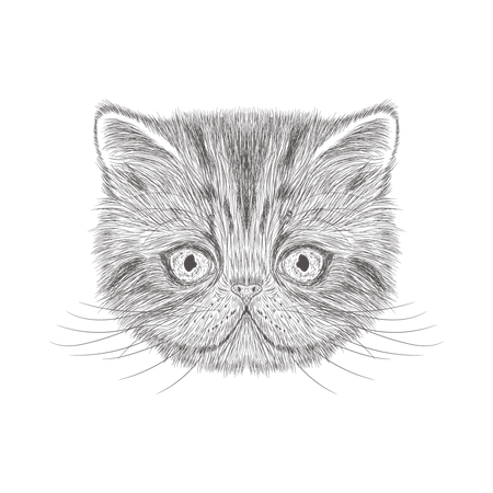 Katze  Illustration