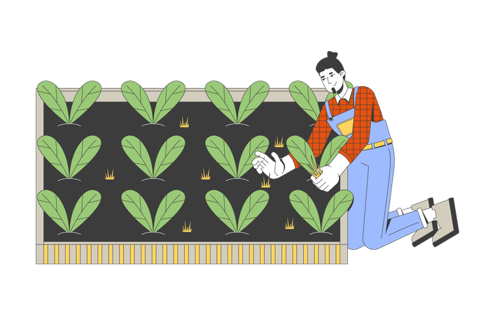 Kaukasischer männlicher Bauer erntet frische Spinatblätter  Illustration