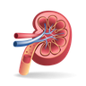 illustrations for kidney