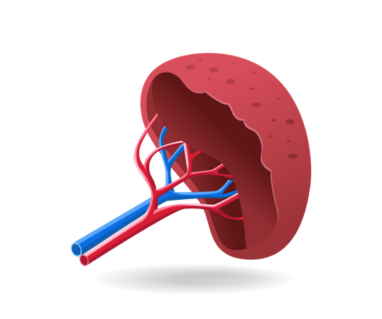Kidney  Illustration