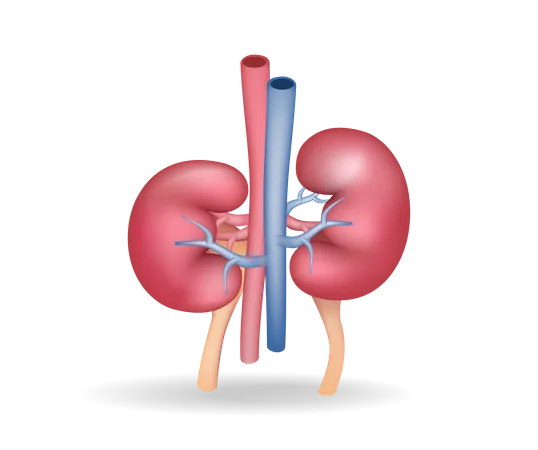 Kidney  Illustration