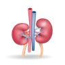 illustrations for kidney