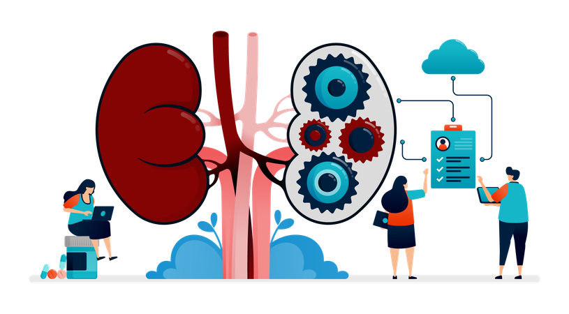 Kidney Disease  Illustration