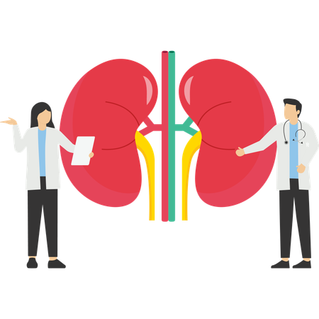 Kidney healthcare  Illustration