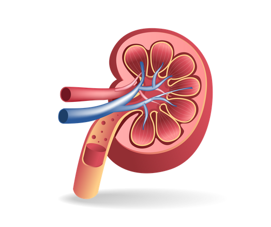 Kidney  Illustration