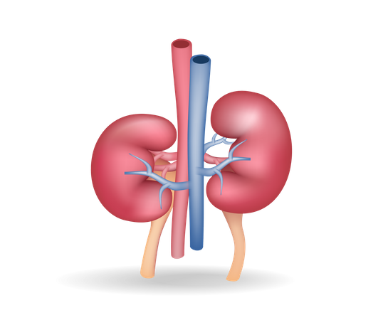 Kidney  Illustration