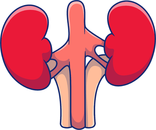 Kidney  Illustration