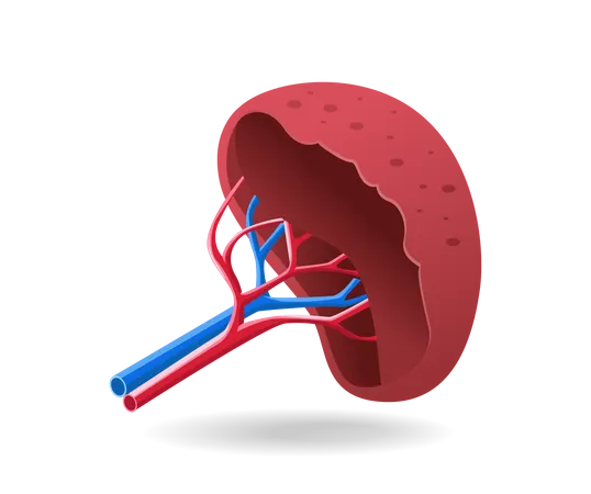 Kidney  Illustration