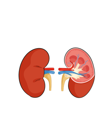 Kidneys  Illustration