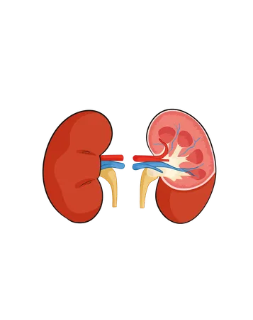 Kidneys  Illustration