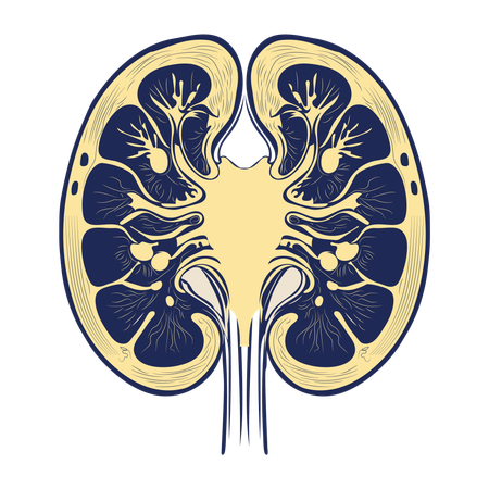 Kidneys  Illustration