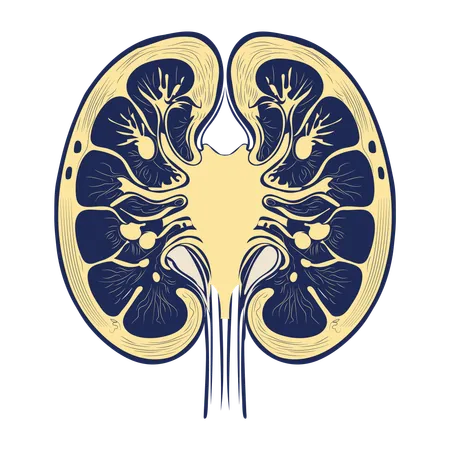 Kidneys  Illustration