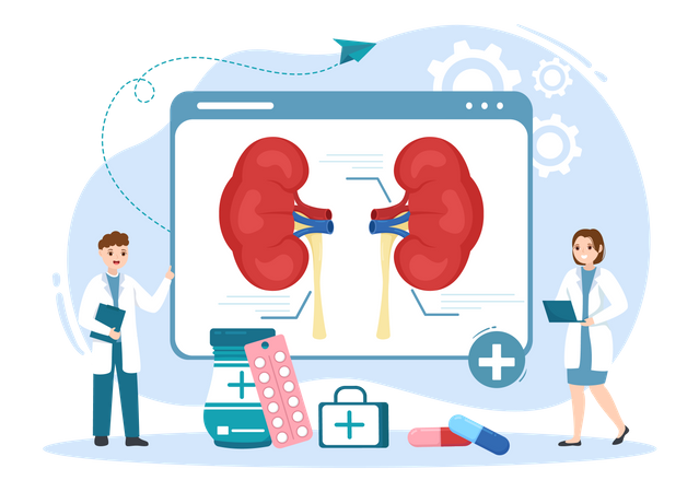 Kidneys Organ  Illustration