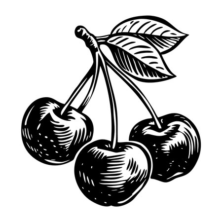 Kirschen  Illustration