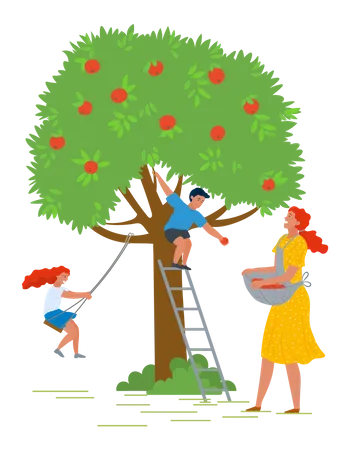 Kleiner Junge sammelt Obst vom Baum  Illustration