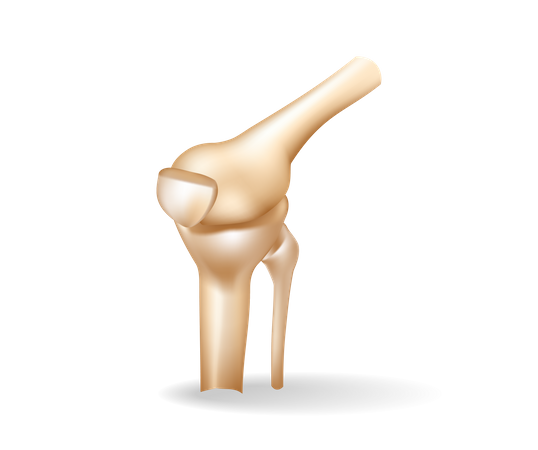 Knee bones  Illustration