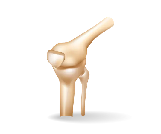 Knee bones  Illustration