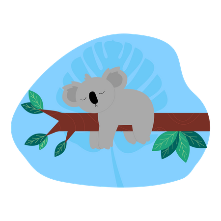Koala  Illustration