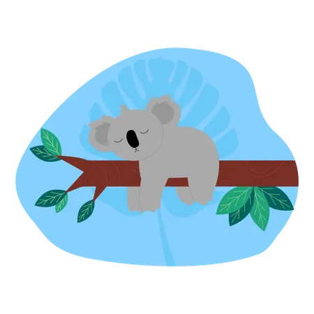Koala  Illustration