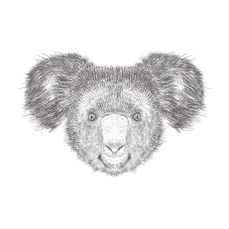 Koala  Illustration