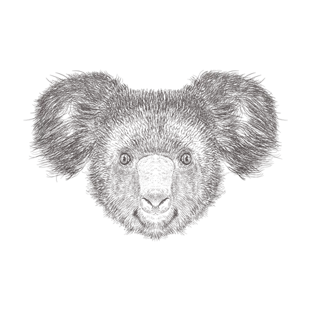 Koala  Illustration