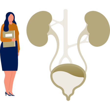 La dame de bureau avec un dossier debout près de l'examen du système urinaire  Illustration