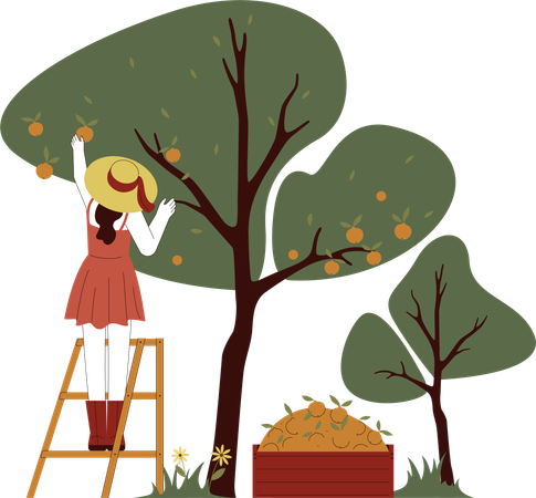 La fille cueille des pommes d’un arbre  Illustration