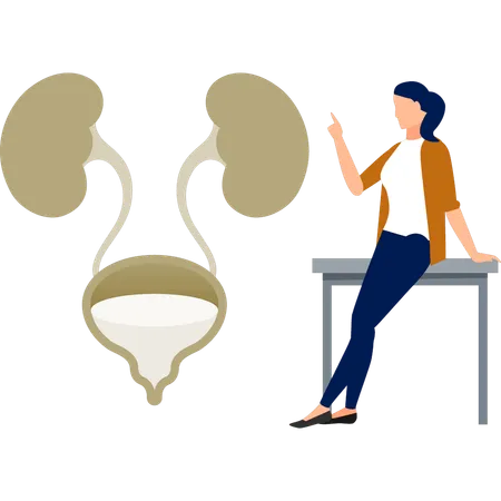 La fille est assise sur une table et regarde l'urologie humaine  Illustration