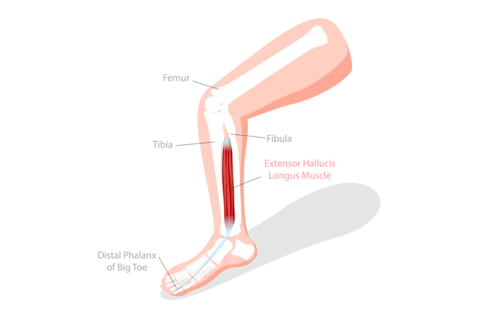 3 D Isometric Flat Vector Conceptual Illustration Of Extensor Hallucis Longus Muscle Labeled Educational Anatomical Scheme イラスト