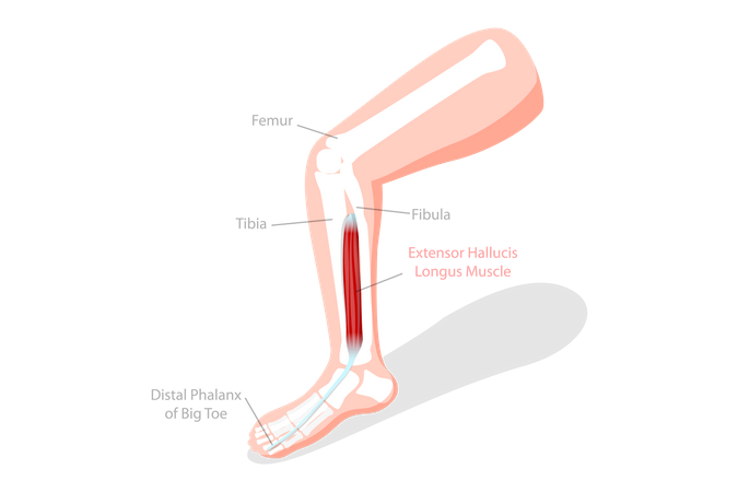 Labeled Educational Anatomical Scheme  Illustration