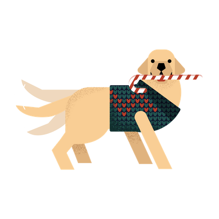 Labrador in a sweater holds a lollipop and waves his tail Illustration