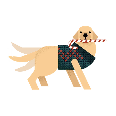 Labrador in a sweater holds a lollipop and waves his tail  Illustration