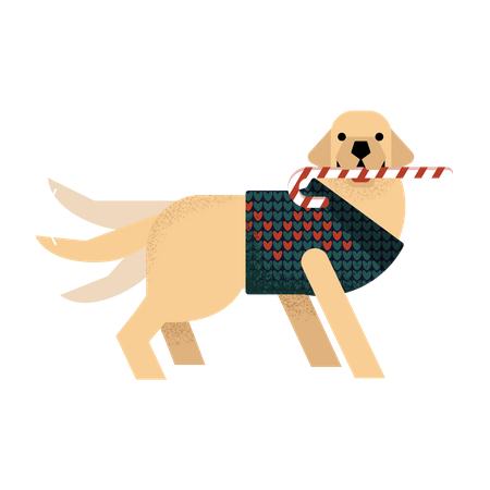 Labrador in a sweater holds a lollipop and waves his tail  일러스트레이션