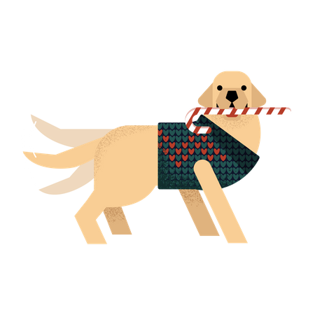 Labrador in a sweater holds a lollipop and waves his tail  Illustration