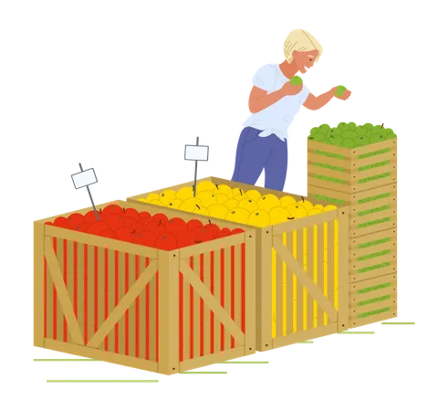 Lady check fruit and buying fruits from market Illustration