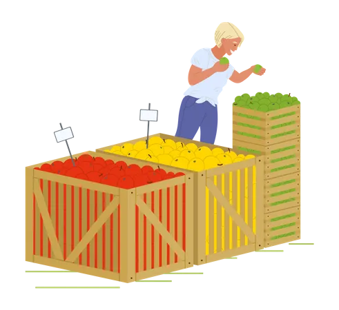 Lady check fruit and buying fruits from market  Illustration