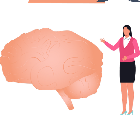 Lady is showing human brain  Illustration