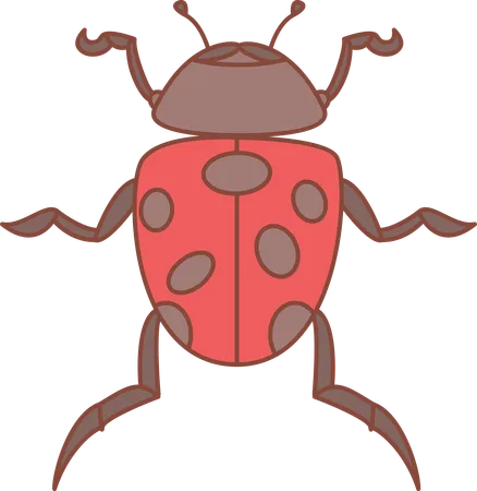 Ladybug  Illustration
