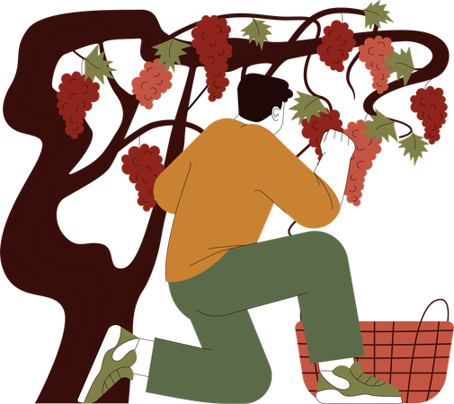 L'agriculteur récolte la vigne  Illustration