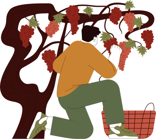 L'agriculteur récolte la vigne  Illustration