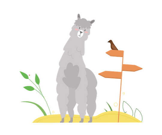 Lama  Illustration