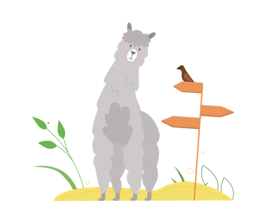 Lama  Illustration