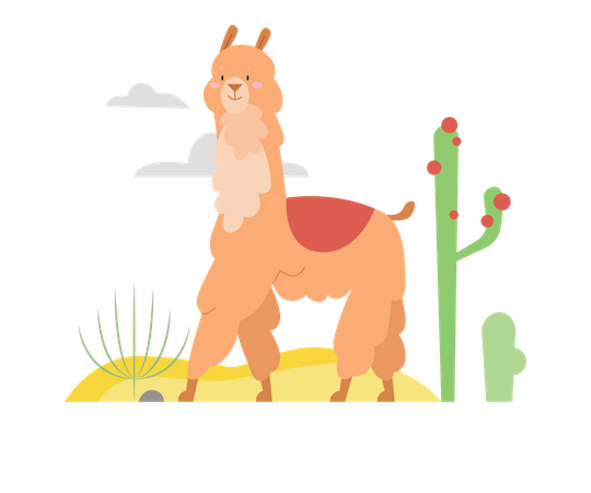 Lama  Illustration