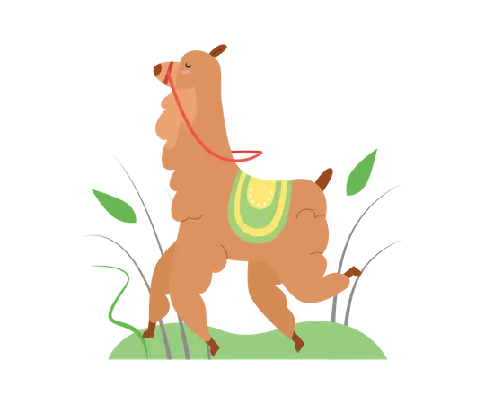 Lama  Illustration