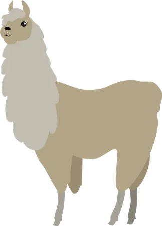 Lama  Illustration